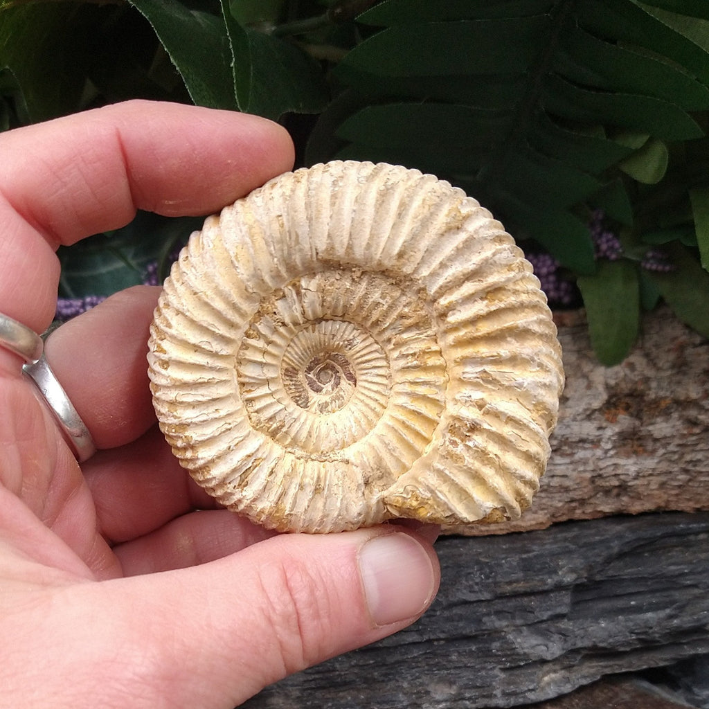 #AMN-32 Ammonite Fossil