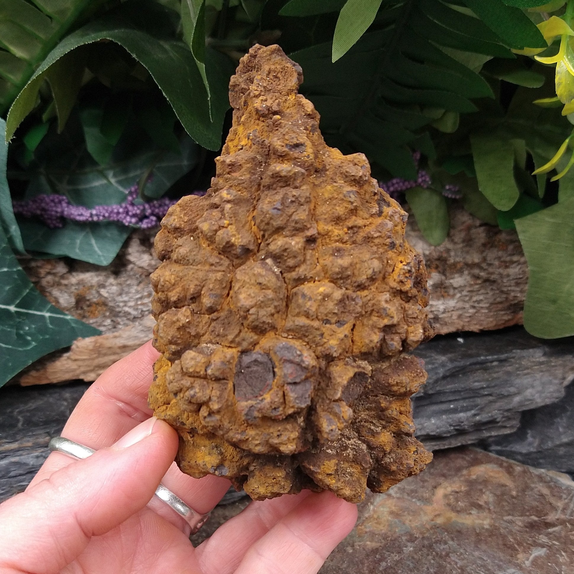 CPL-10 Coprolite specimen