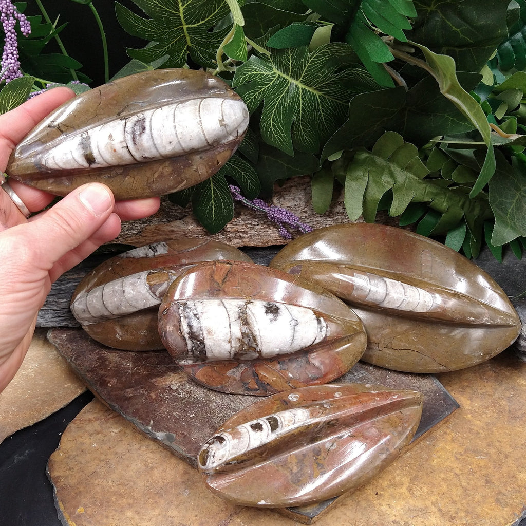 ORT-35 Orthoceras Fossil