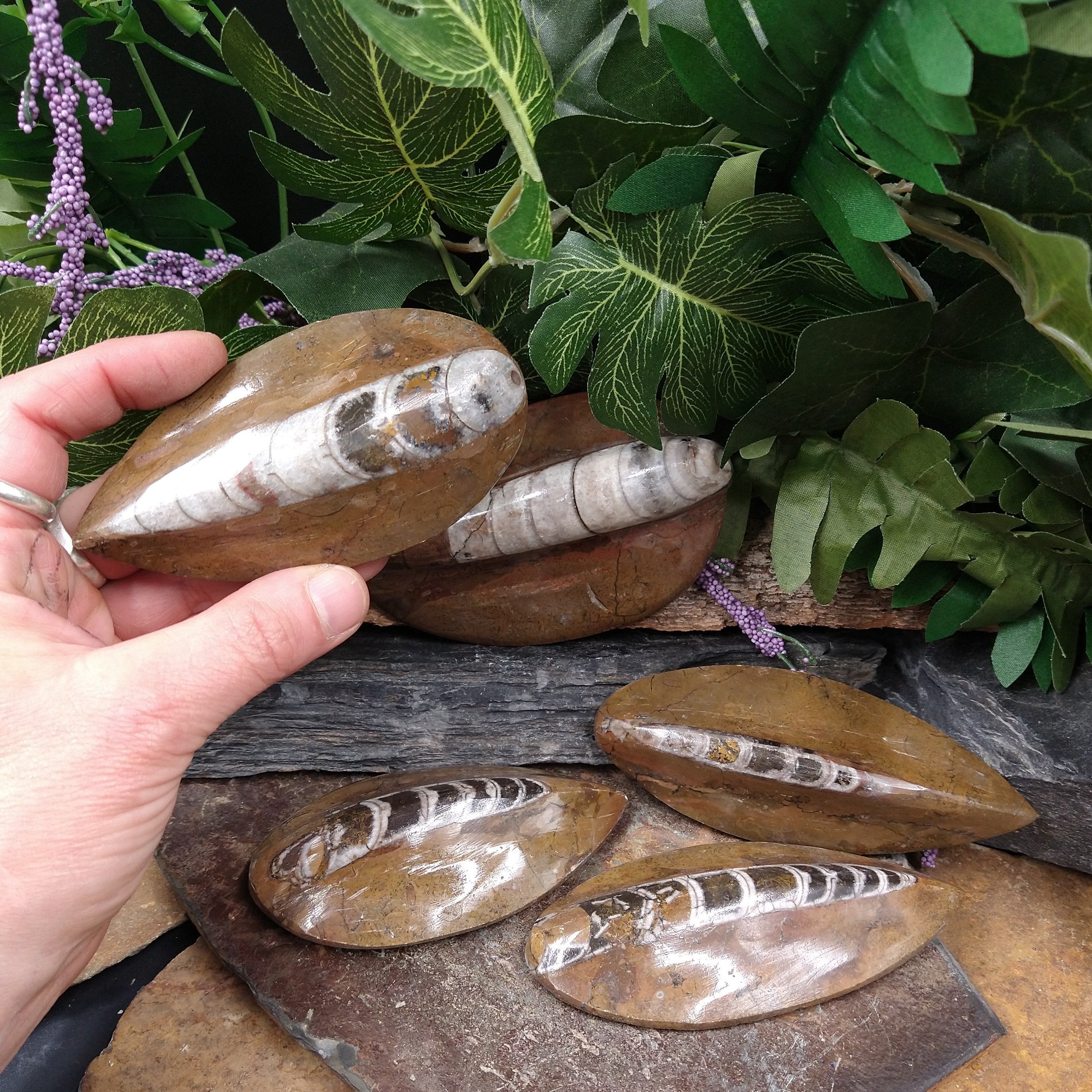 ORT-36 Orthoceras Fossil