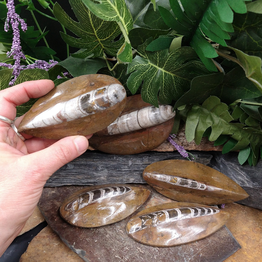 ORT-36 Orthoceras Fossil